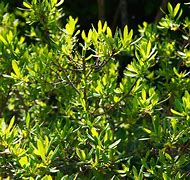 Image result for Planting Shrubs