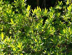 Image result for Shrubs Plant