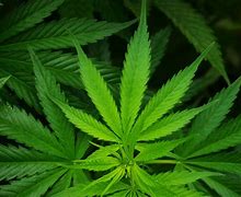 Image result for Ganja Drug