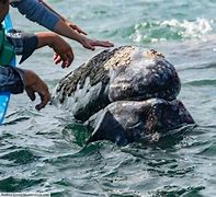 Image result for Gray Whale Pictures