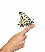 Image result for Butterfly Carrying Another Butterfly