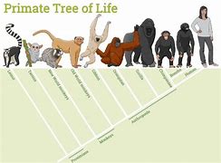 Image result for Primate Classification Chart