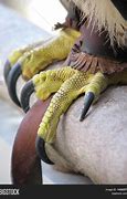 Image result for Hawk Talons around a Volleyball