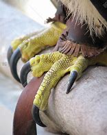 Image result for Hawk Talons