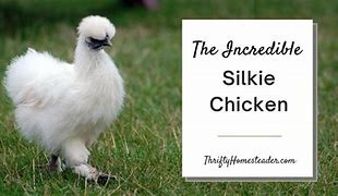 Image result for Gray Silkie Chicken