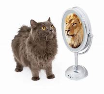 Image result for Cat Lion Reflection