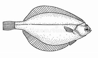 Image result for Arctic Flatfish