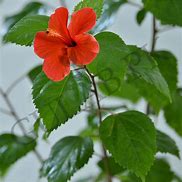 Image result for China Rose Bush