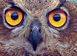 Image result for Owl Eyes Images