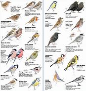 Image result for Petit Oiseau