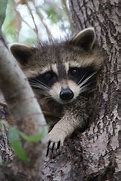 Image result for Cute Babies Raccoon