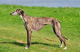 Image result for Galgo Dog Breed