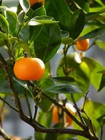 Image result for Mandarin Plant