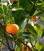 Image result for Small Mandarin Orange