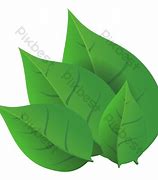 Image result for Realistic Leaf Clip Art