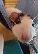 Image result for Russian Blue Fancy Rat