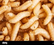 Image result for Rats and Maggots