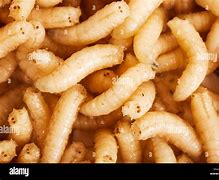 Image result for Old Food Maggots