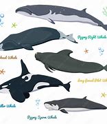 Image result for Pygmy Right Whale