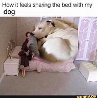 Image result for Funny Meme Dog Bed