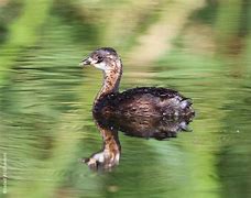 Image result for Little Grebe