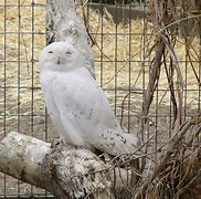 Image result for Owl Zoo