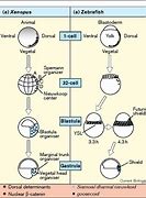 Image result for Embryonic Induction