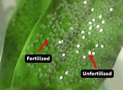 Image result for Tetra Fish Eggs