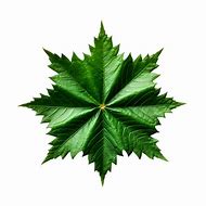 Image result for Castor Leaf PNG