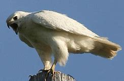 Image result for Rare Albino Eagle