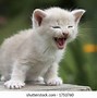 Image result for Crying Kitten