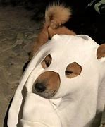 Image result for O Dog PFP