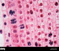 Image result for Allium Root Tip Labeled