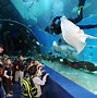 Image result for Aquarium Salon