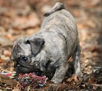 Image result for Pug Puppies Brindle