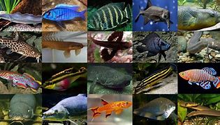 Image result for African Freshwater Lake Fish