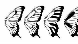 Image result for butterfly wings patterns