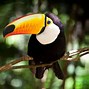 Image result for Smallest Toucan Species