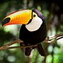 Image result for Smallest Toucan Species