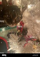 Image result for Cat Inside Christmas Tree