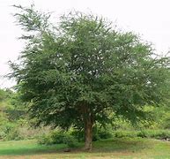 Image result for Camachile Tree Seedlings