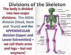 Image result for Bone Identification Separate