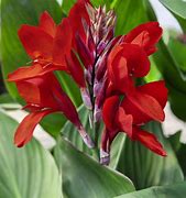 Image result for Dark Red Canna Lily