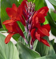 Image result for Red Leaf Canna Lily