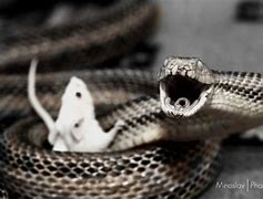 Image result for Snake Eating Mice