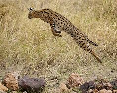 Image result for African Serval Wild Cat