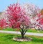 Image result for Peach Tree Blight