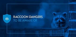 Image result for Raccoon Dangerous