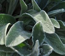 Image result for Plant with Green Fuzzy Leaves