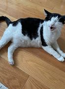 Image result for Scrungly Kitten